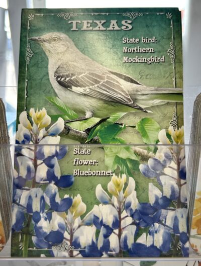 Texas Mockingbird - Post Card