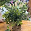 12" Herbs in Basket