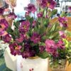 18" Purple Dianthus