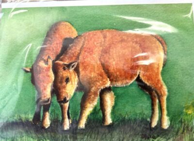 Buffalo - Blank Card