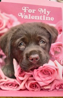 Chocolate Lab - Valentine Card