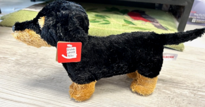 Medium Dachshund
